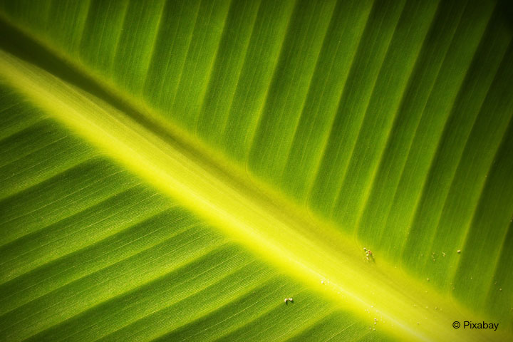 BMBF unterstützt Forschungsprojekt zu Biomasse aus Mikroalgen.