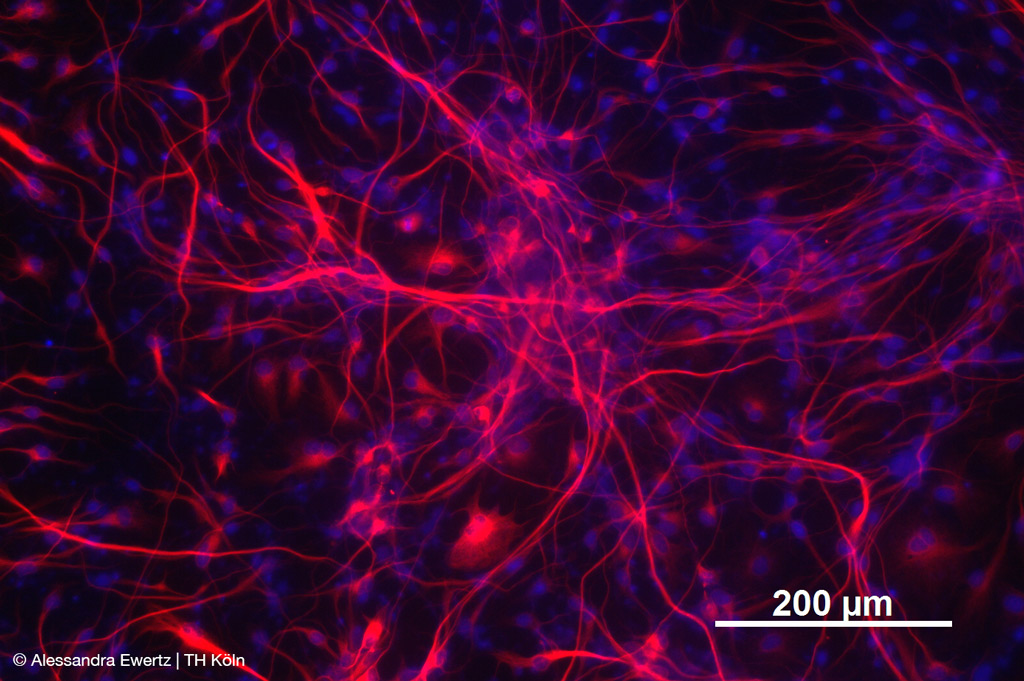 Das neue Forschungsinstitut der TH Köln, InnovAGe, sucht u.a. nach Wirkstoffen, die die Verknüpfungen (rot) zwischen Nervenzellen (Zellkerne blau) verbessern und die Lernfähigkeit erhöhen (Bild: Alessandra Ewertz | TH Köln).