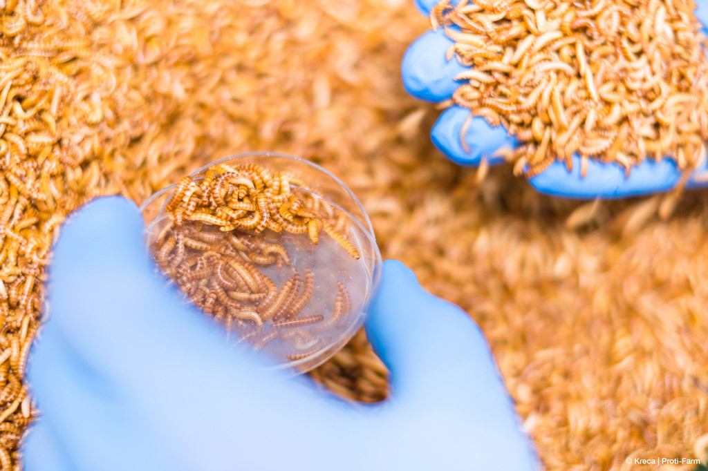 Die Buffallo-Würmer, die isaac nutrition – als Mehl verarbeitet – für seine Produkte nutzt (Bild: Kreca/Proti-Farm).