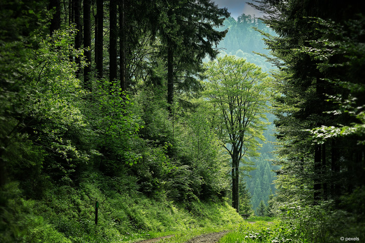 Projekt WEGBAR der FH Münster will Natur barrierefrei erlebbar machen (Bild: Pexels).