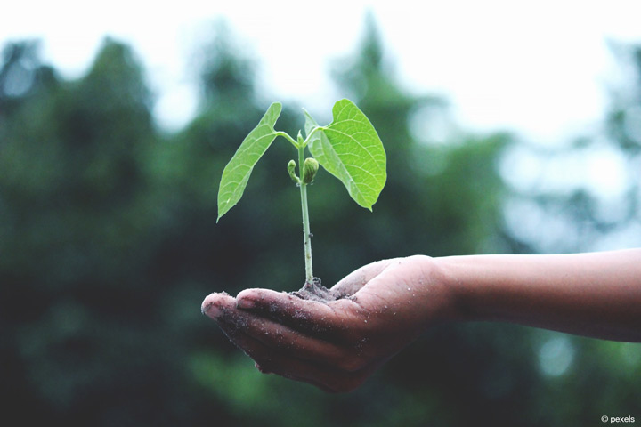 Projekt der Hochschule Bonn-Rhein-Sieg prüft bestehende Modelle der Landwirtschaft auf ihre Nachhaltigkeit (Bild: Pexels).