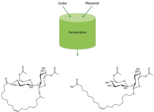 Schematische Darstellung der Herstellung von Sohorolipiden in lactonischer (links) und acidischer (rechts) Form.