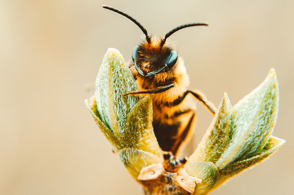 210521_pexels_Lisa_bienen (Bild: pexels | Lisa).