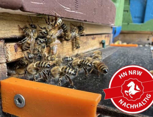 Künstliche Intelligenz für den Bienenstock