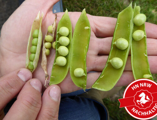 Mehr Transparenz in Leguminosen-Märkte